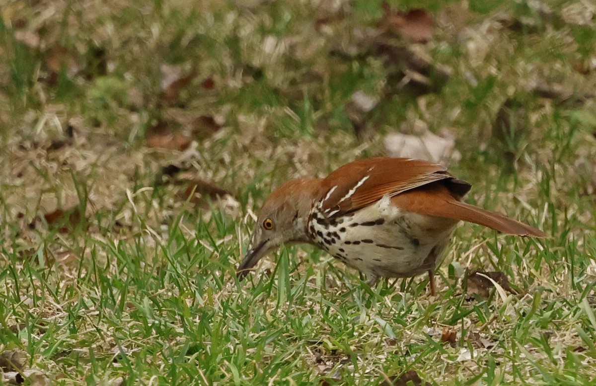 Brown Thrasher - Jean-Pierre Gagné