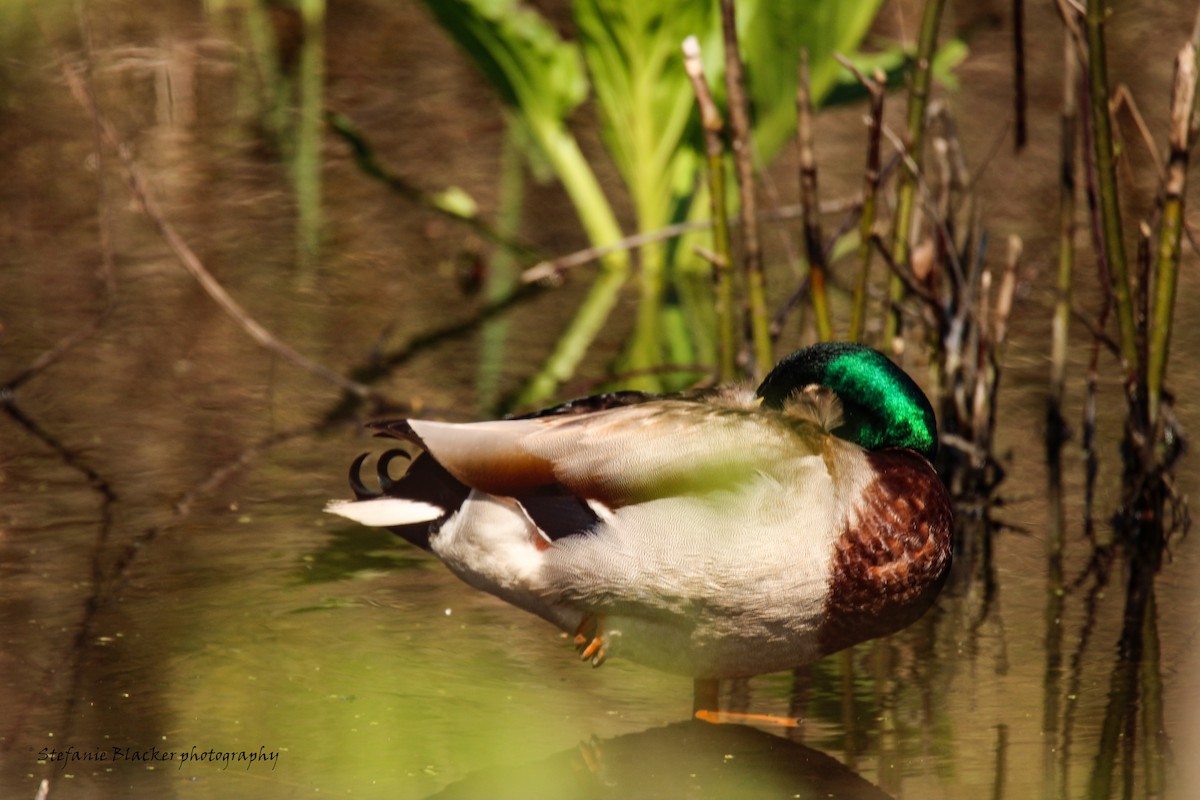 Canard colvert - ML618646093