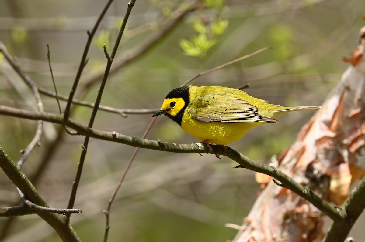 Hooded Warbler - ML618646186