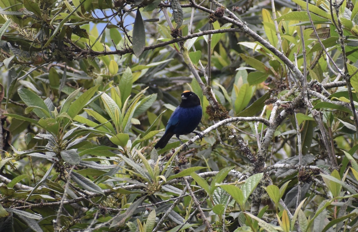 Golden-crowned Tanager - Matthew Voelker