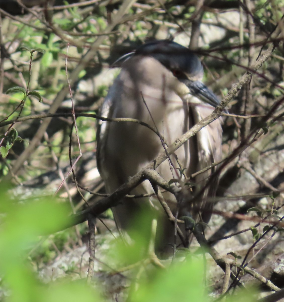 Black-crowned Night Heron - ML618646256