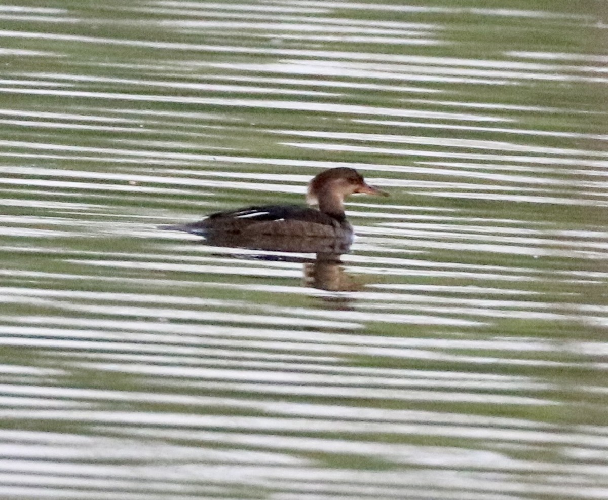 Hooded Merganser - Carla Morris