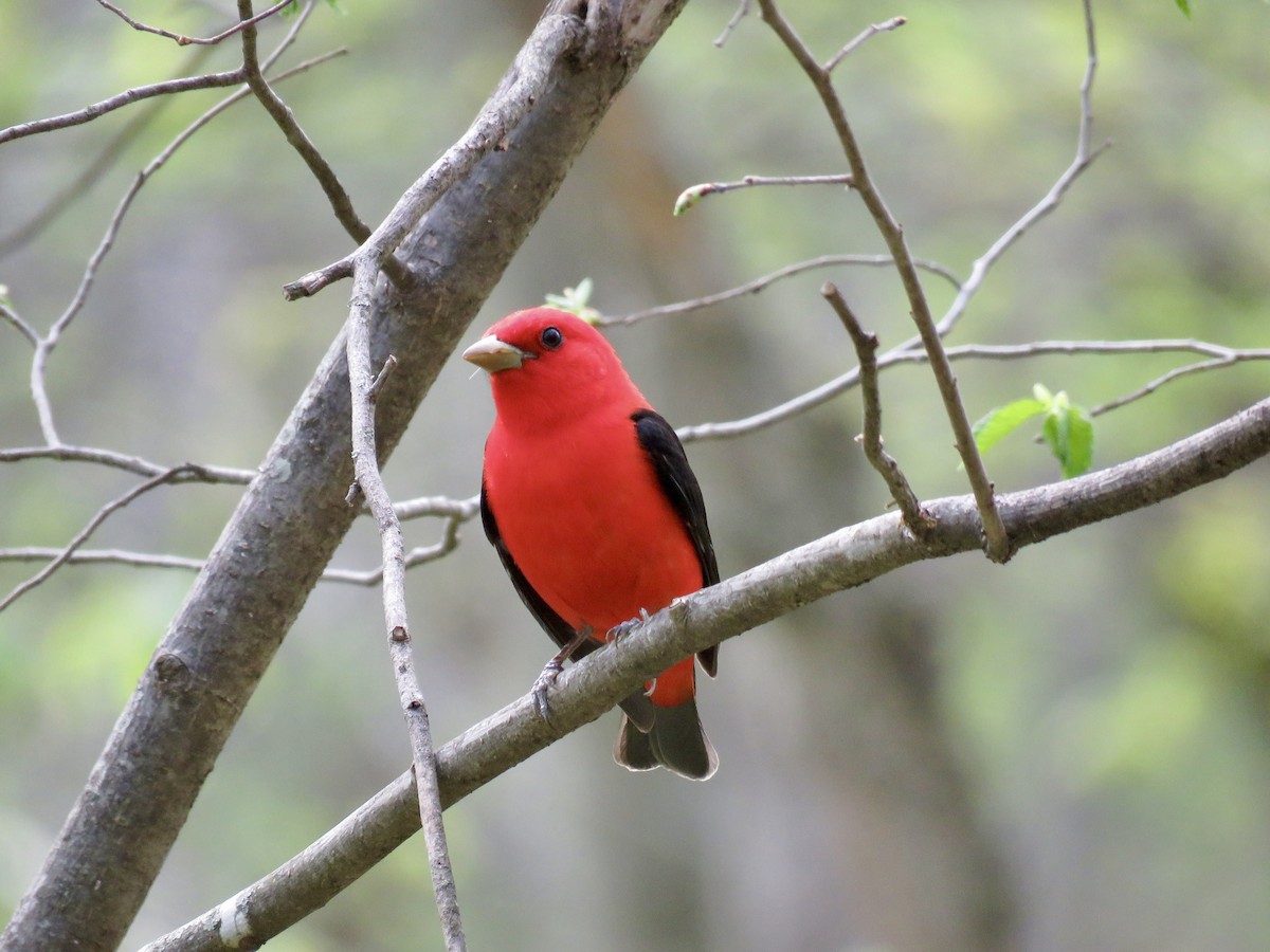 Scarlet Tanager - ML618646262
