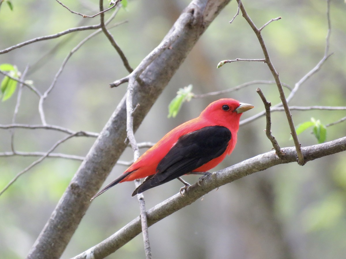 Scarlet Tanager - ML618646263