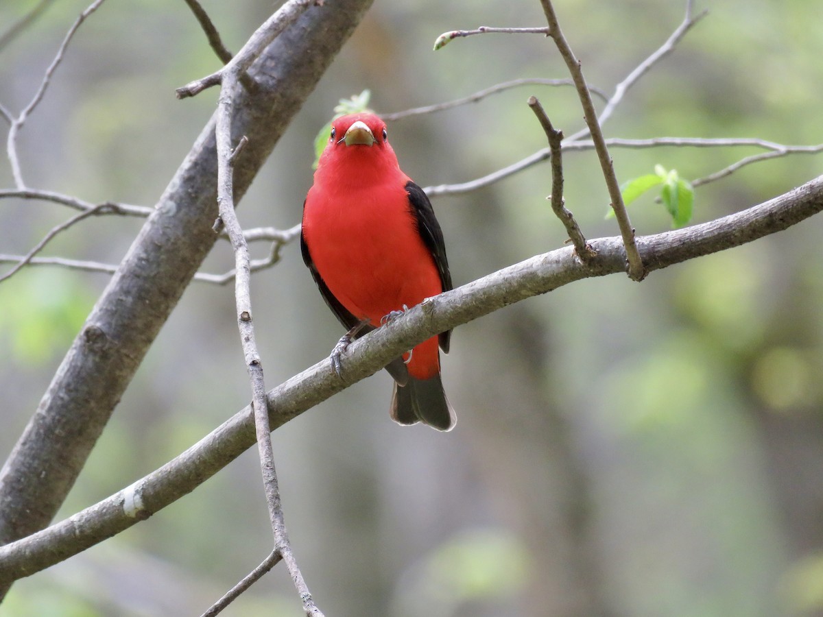 Scarlet Tanager - ML618646268