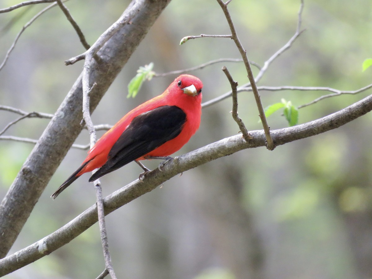 Scarlet Tanager - ML618646270