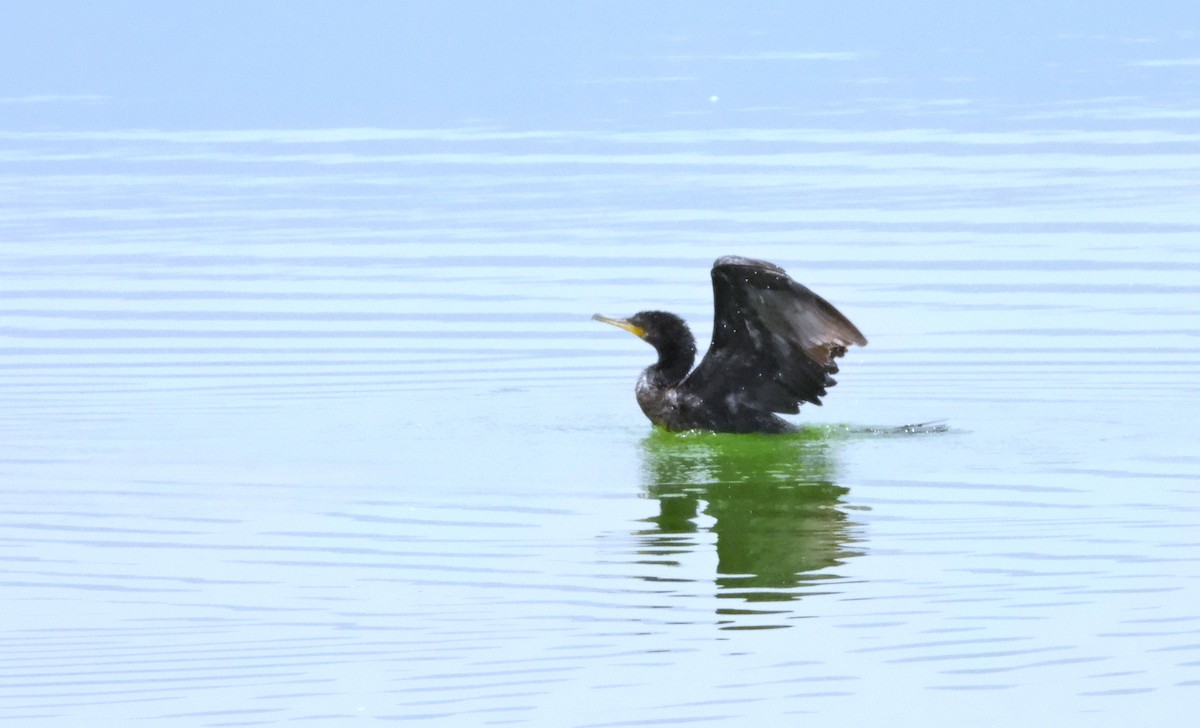 Neotropic Cormorant - ML618646281