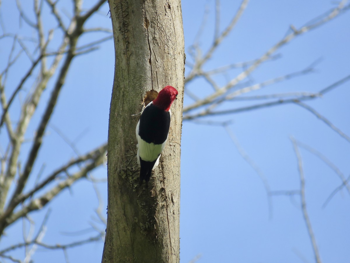 Red-headed Woodpecker - Dan Winkler