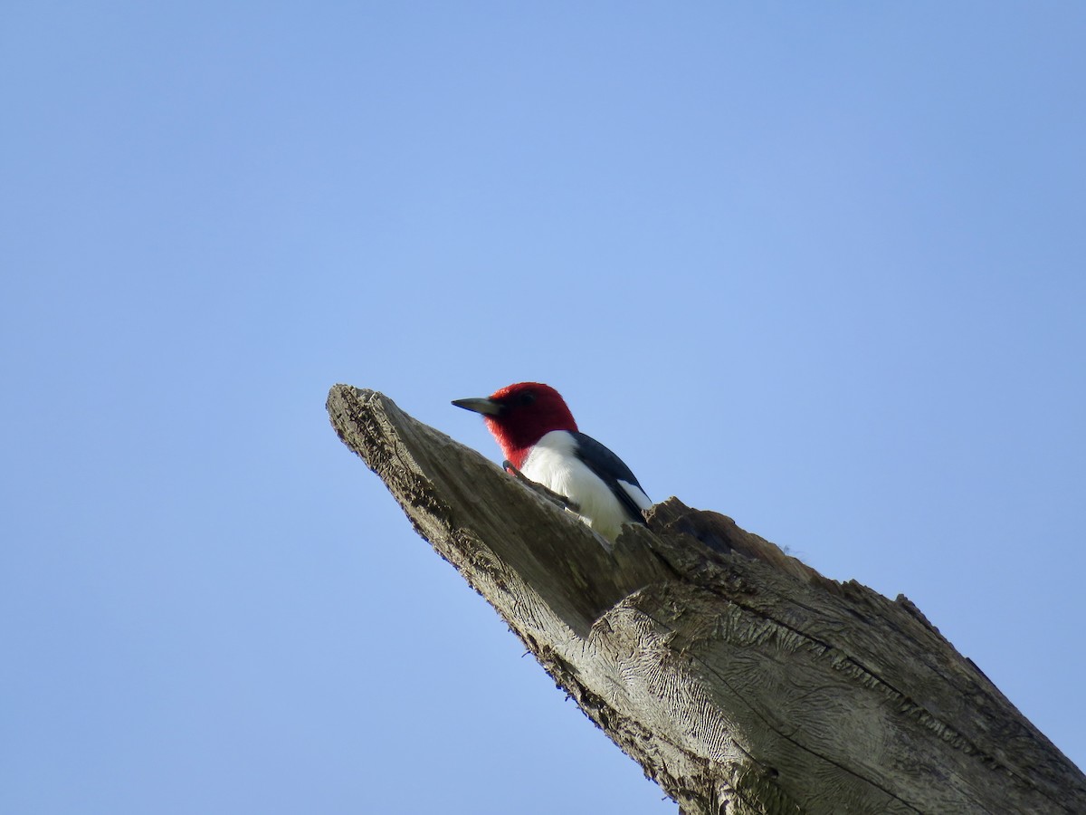 Red-headed Woodpecker - Dan Winkler