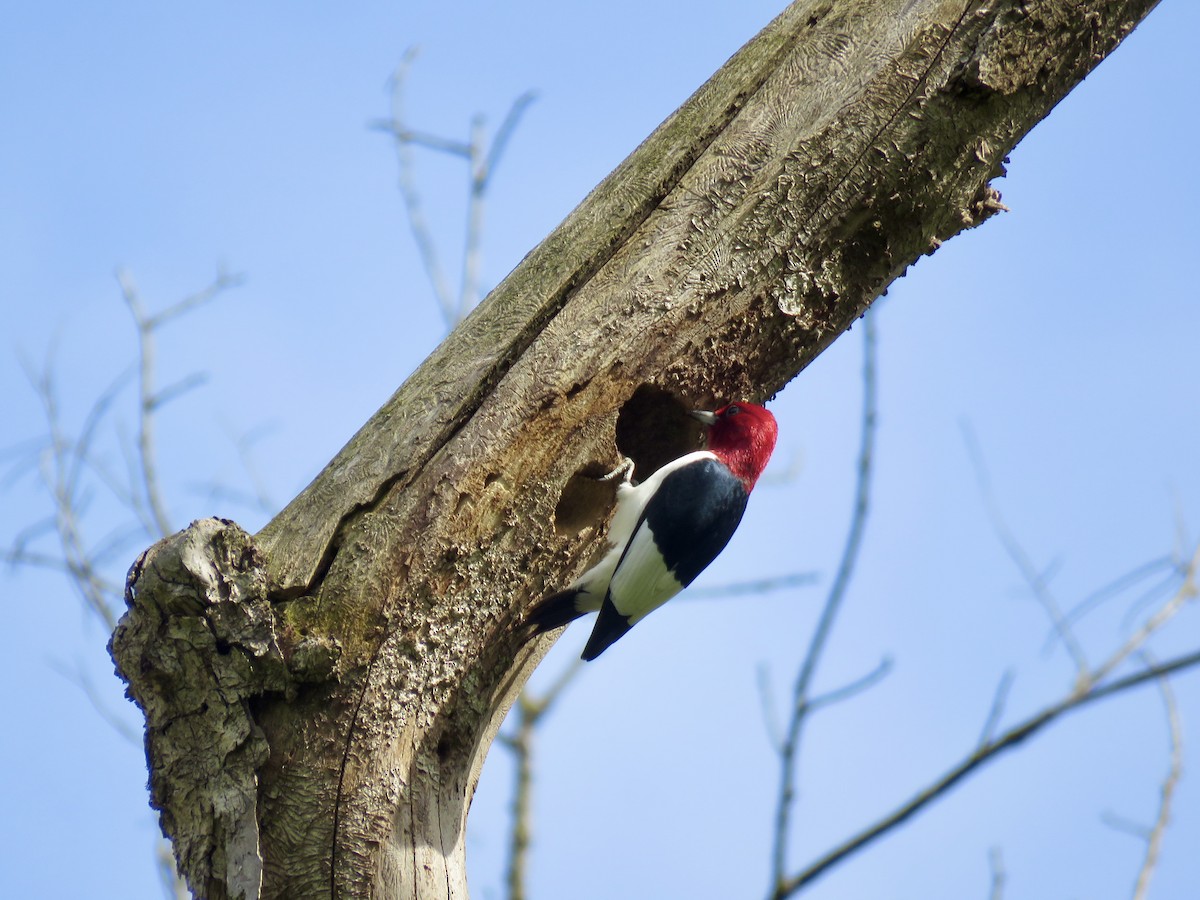Red-headed Woodpecker - ML618646300