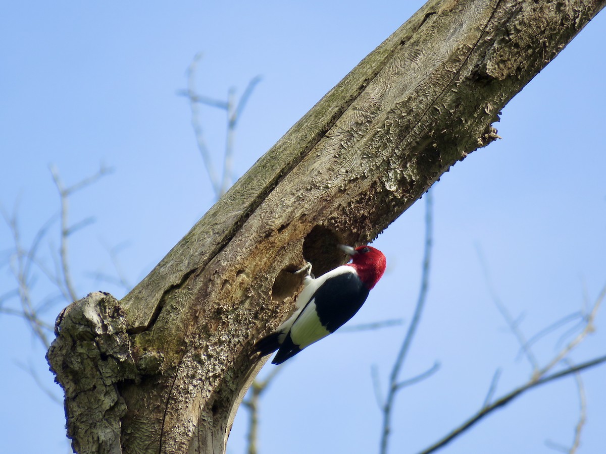 Red-headed Woodpecker - ML618646301