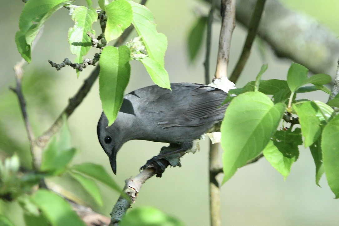 Gray Catbird - ML618646318