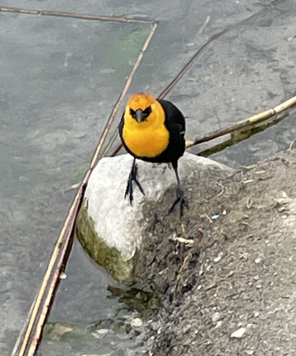 Yellow-headed Blackbird - ML618646331