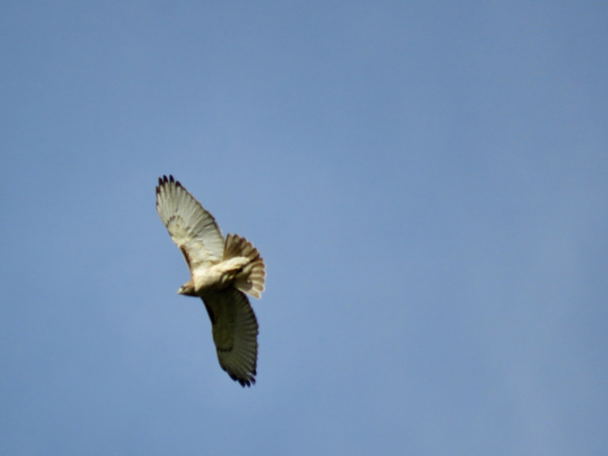 Red-tailed Hawk - ML618646339