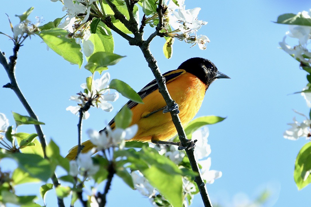 Oriole de Baltimore - ML618646349