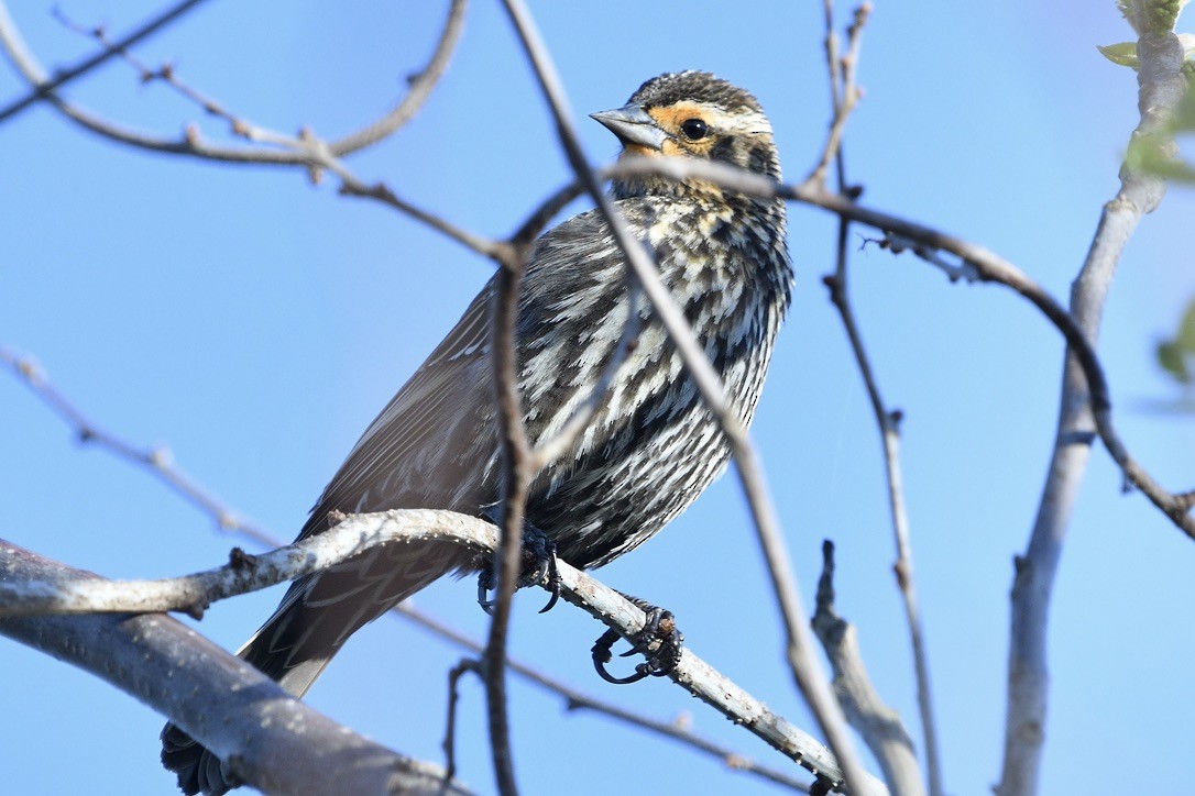 Red-winged Blackbird - ML618646365