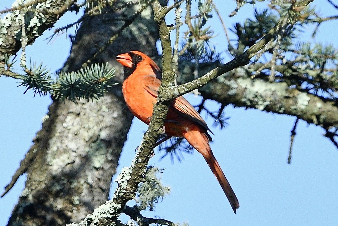 Cardinal rouge - ML618646378