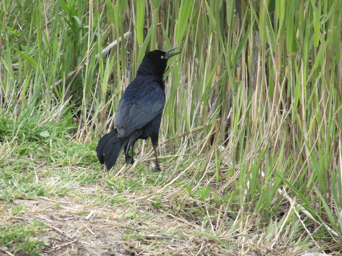 Great-tailed Grackle - ML618646381