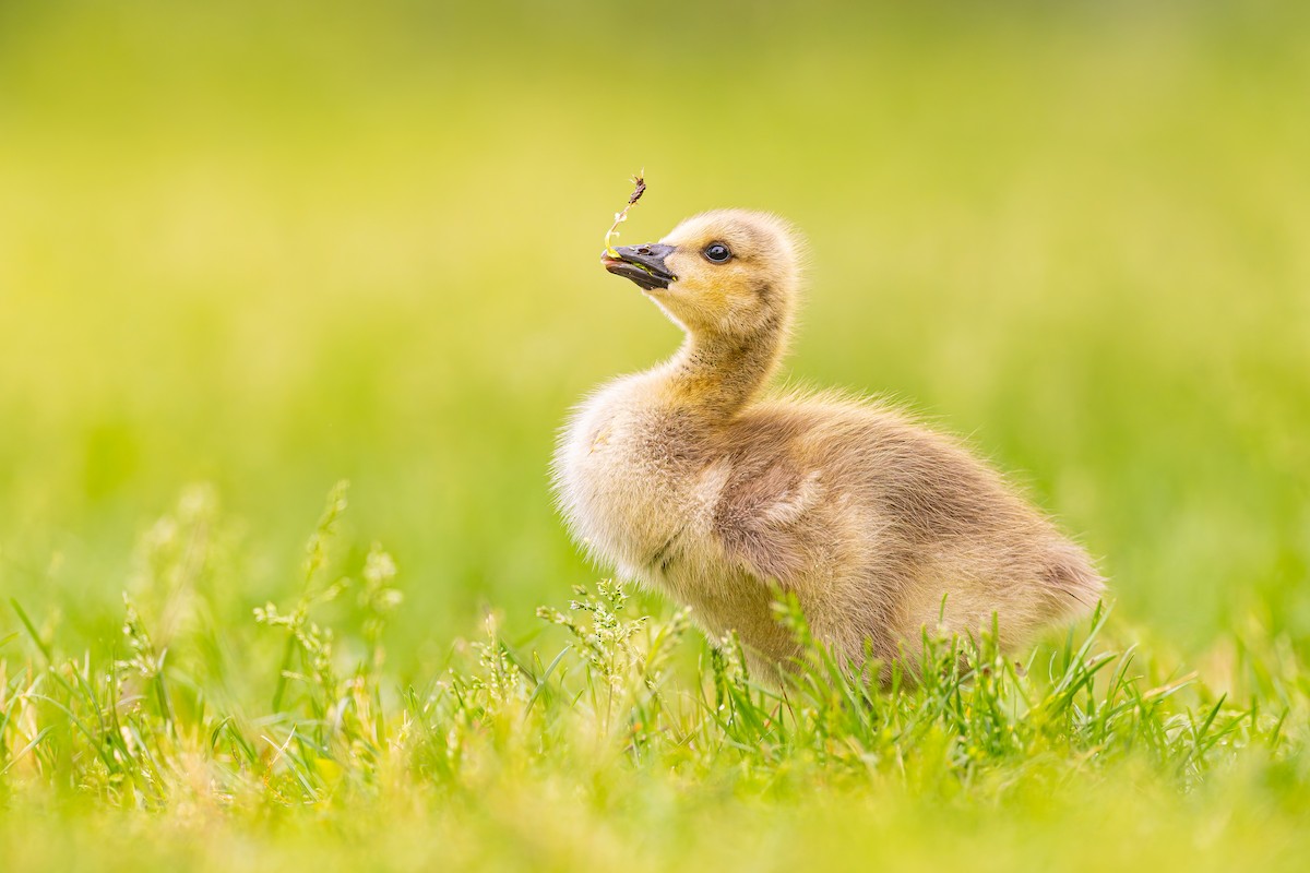 Canada Goose - ML618646402