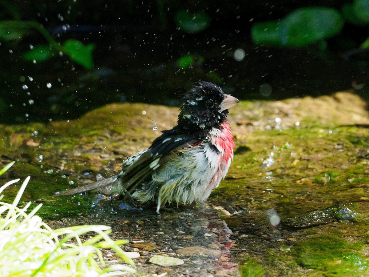 Rose-breasted Grosbeak - ML618646416