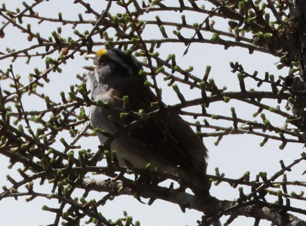 White-throated Sparrow - Lucie Laflamme