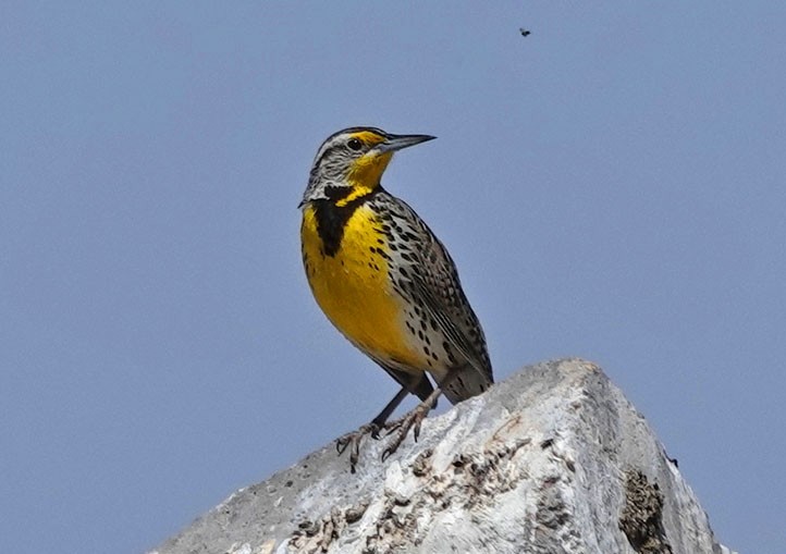 Western Meadowlark - Cathy Beck