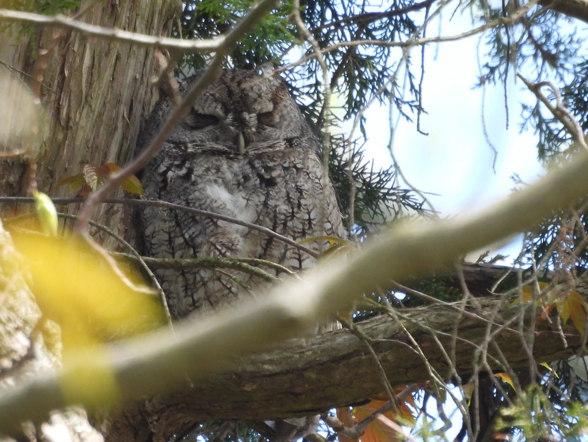 Eastern Screech-Owl - Kevin Seymour