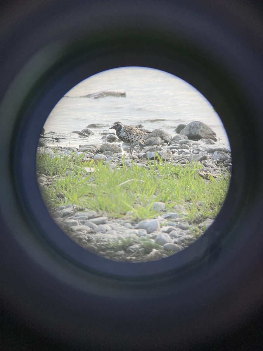 American Golden-Plover - Archie Jiang