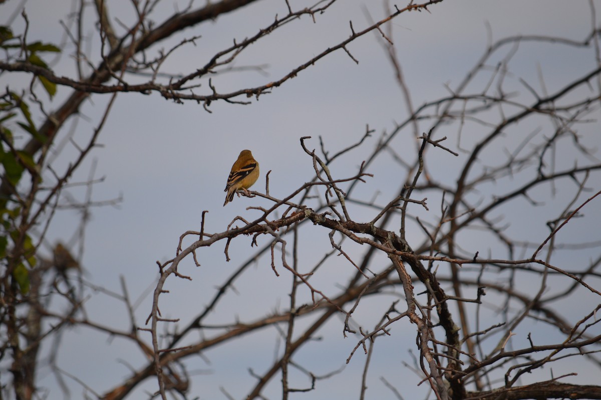 American Goldfinch - ML618646649