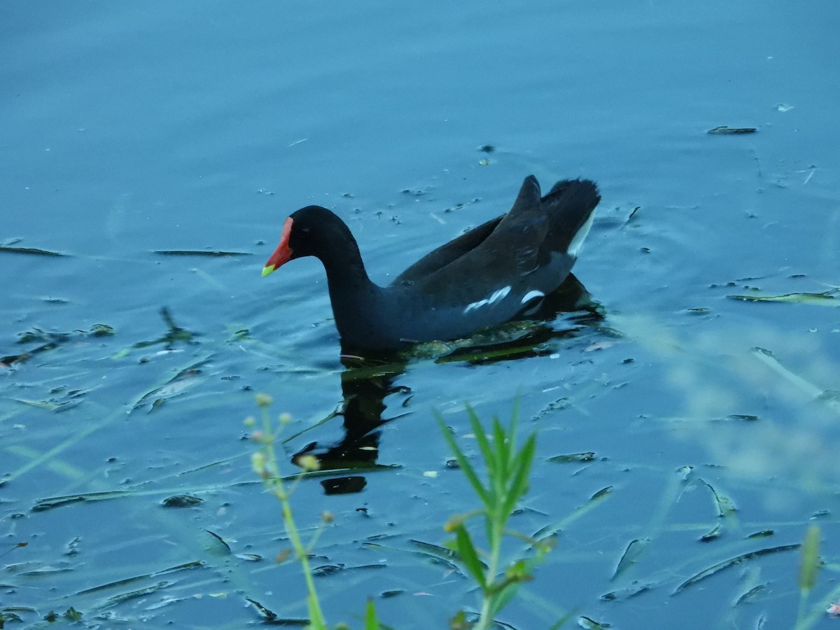 Common Gallinule - ML618646656