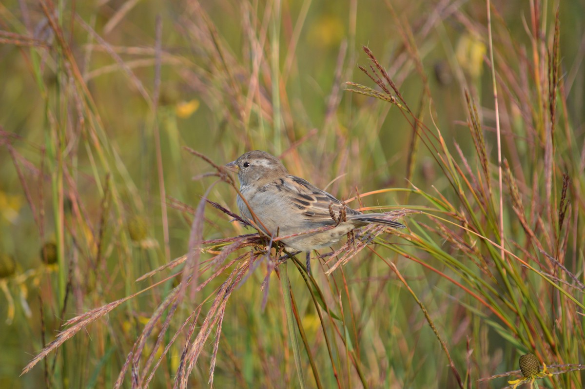 House Sparrow - ML618646664