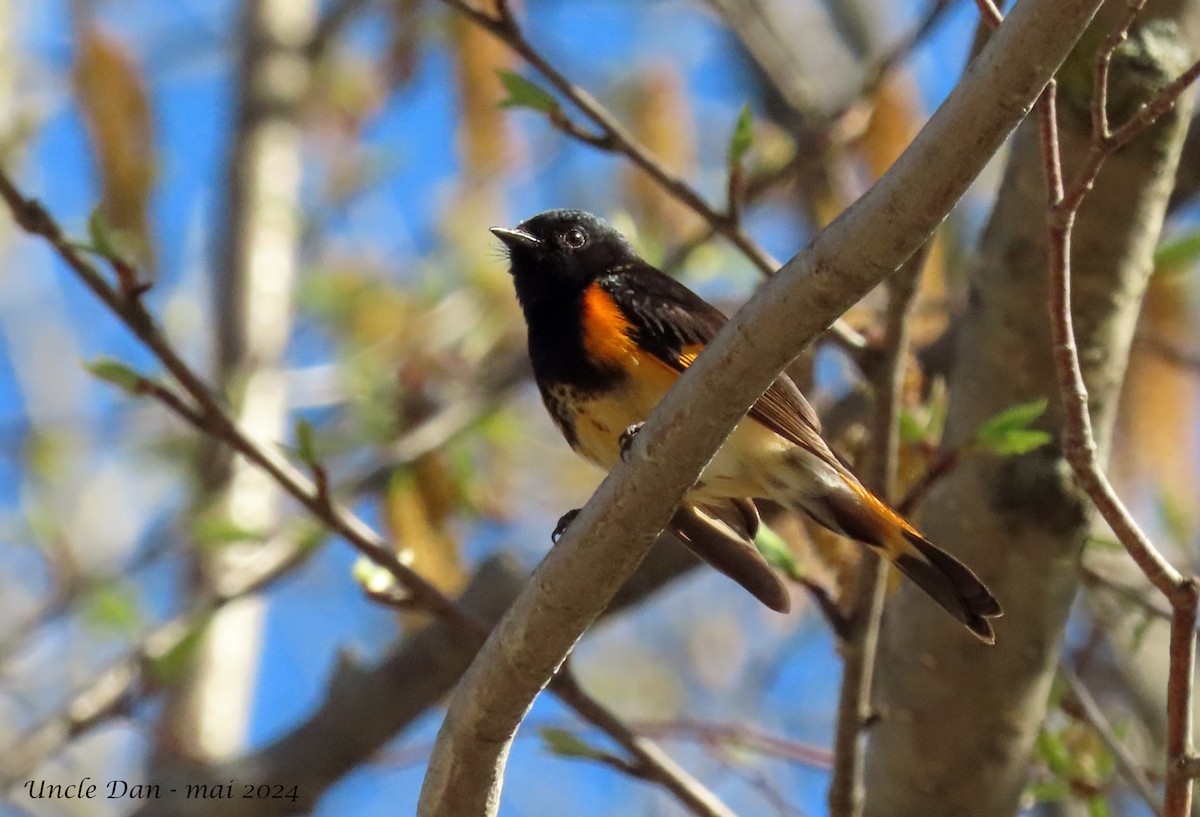 American Redstart - ML618646695