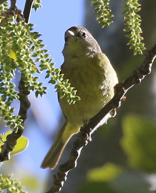 Orange-crowned Warbler - ML618646738