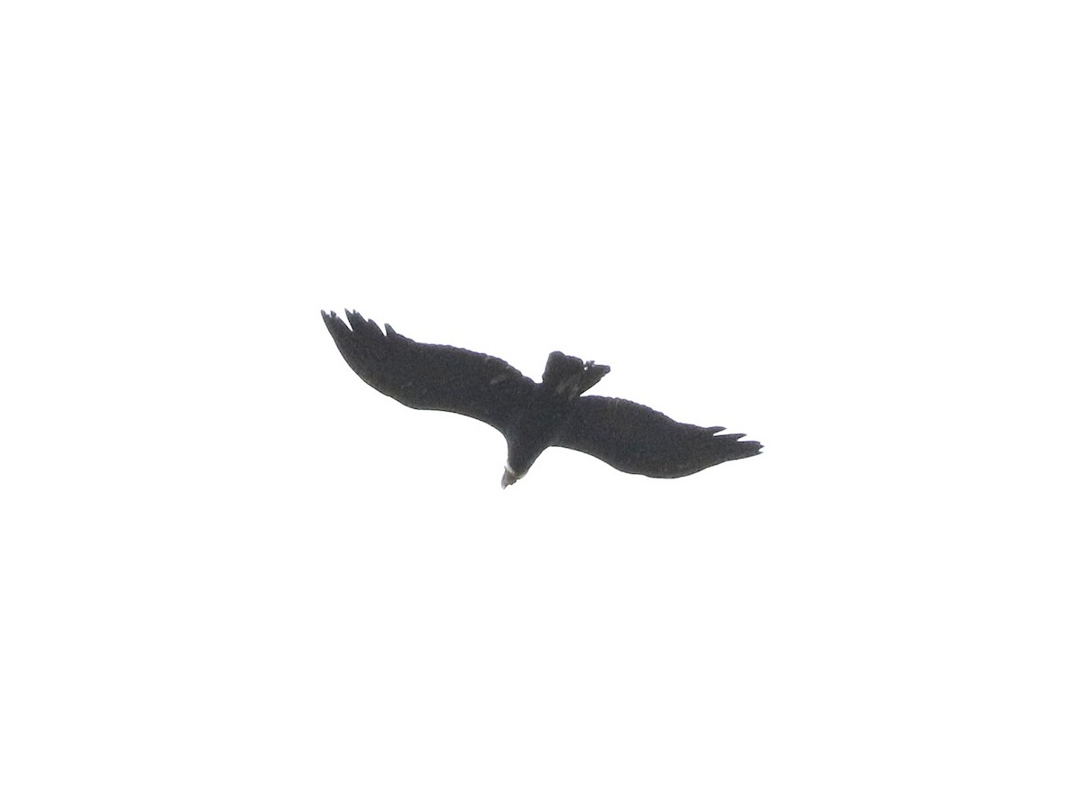 Condor des Andes - ML618646749