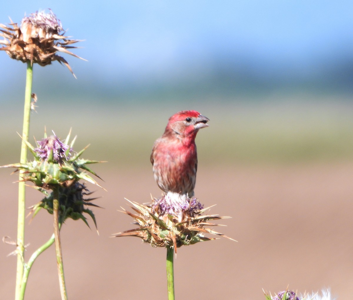 House Finch - Lynne Craft