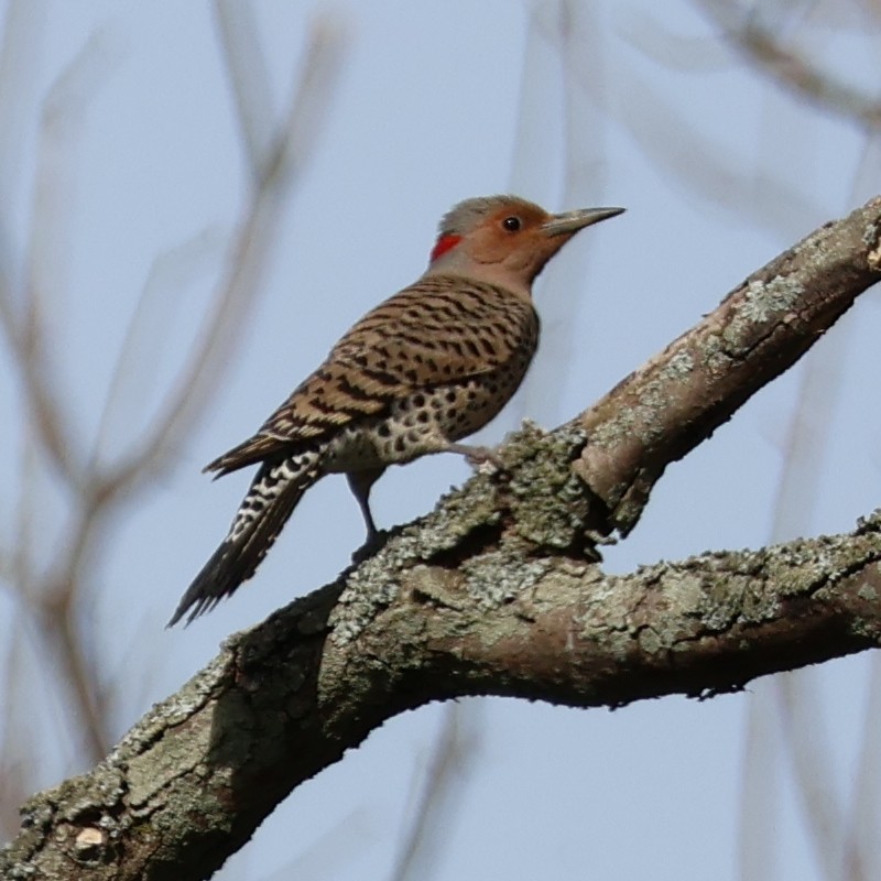 Northern Flicker (Yellow-shafted) - ML618646794