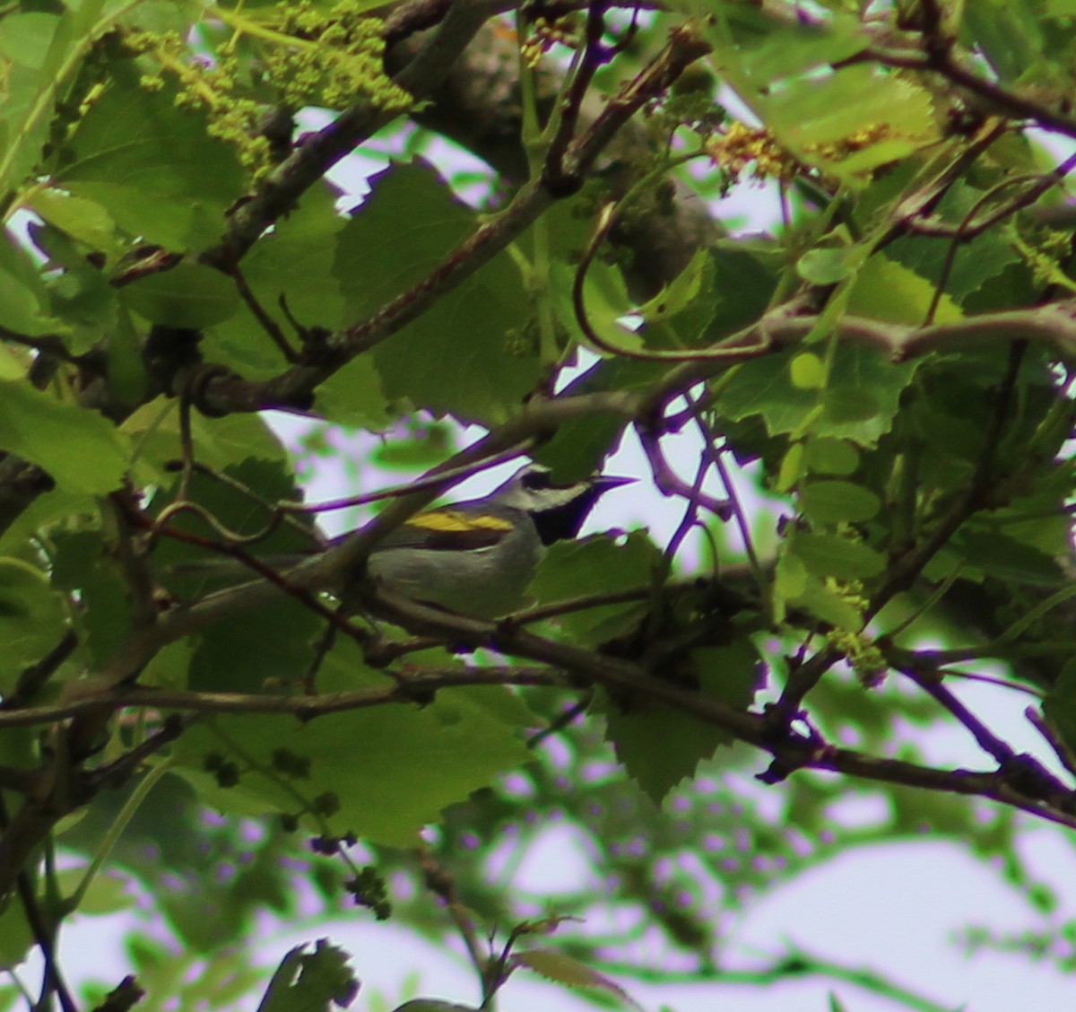 Golden-winged Warbler - Ezra Garber