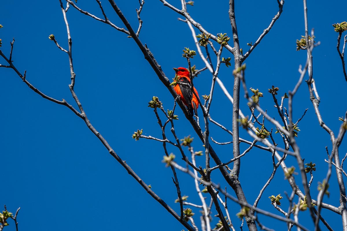 Scarlet Tanager - Yong Chen