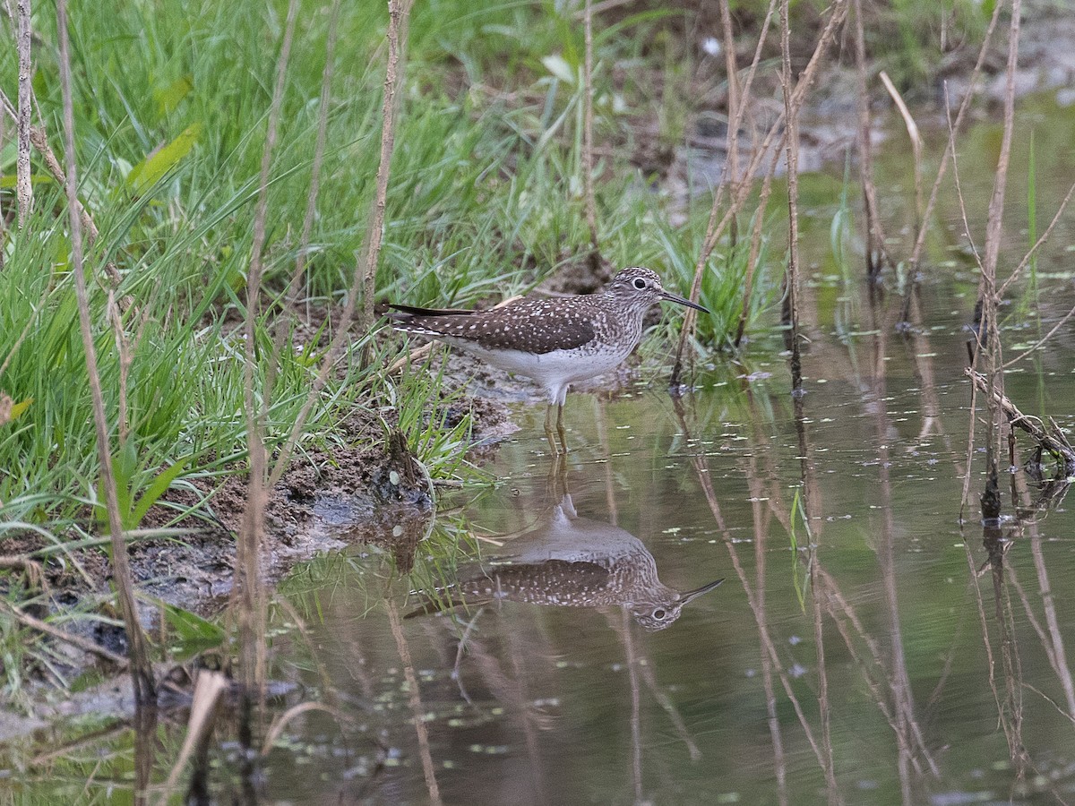 Solitary Sandpiper - ML618646839