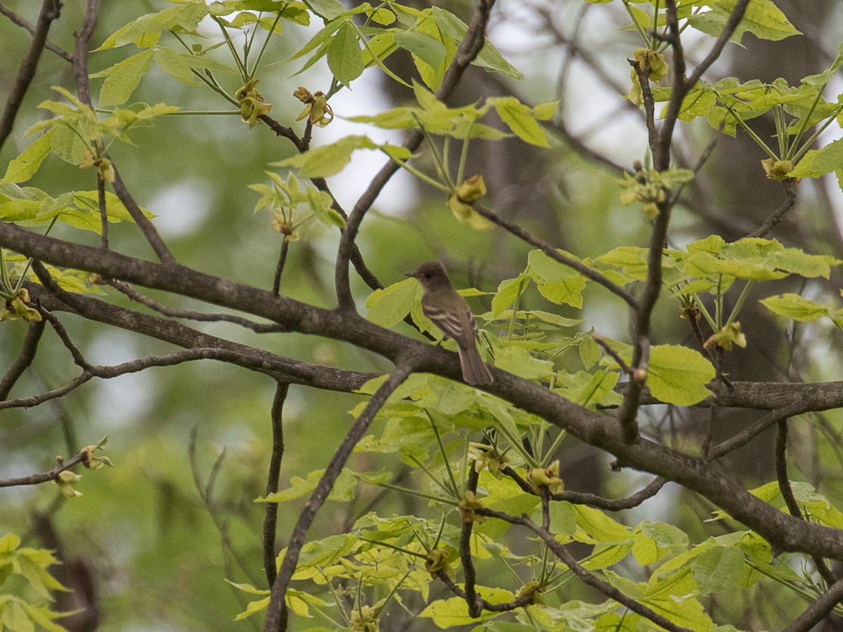 Mosquero sp. (Empidonax sp.) - ML618646869