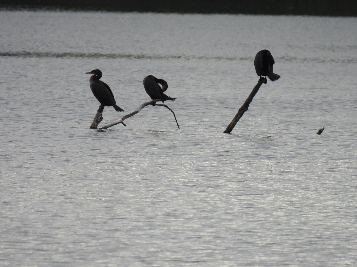 Double-crested Cormorant - ML618646889