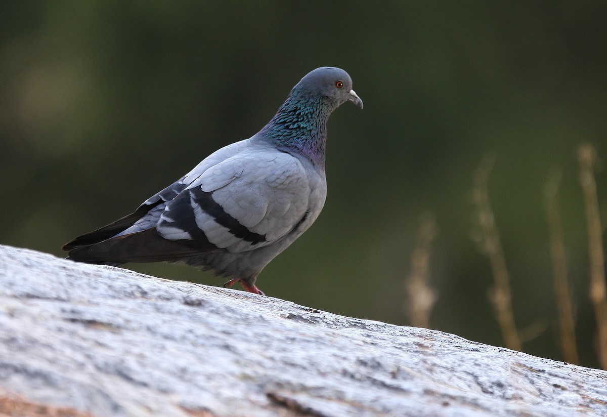Rock Pigeon - Sathyan Meppayur