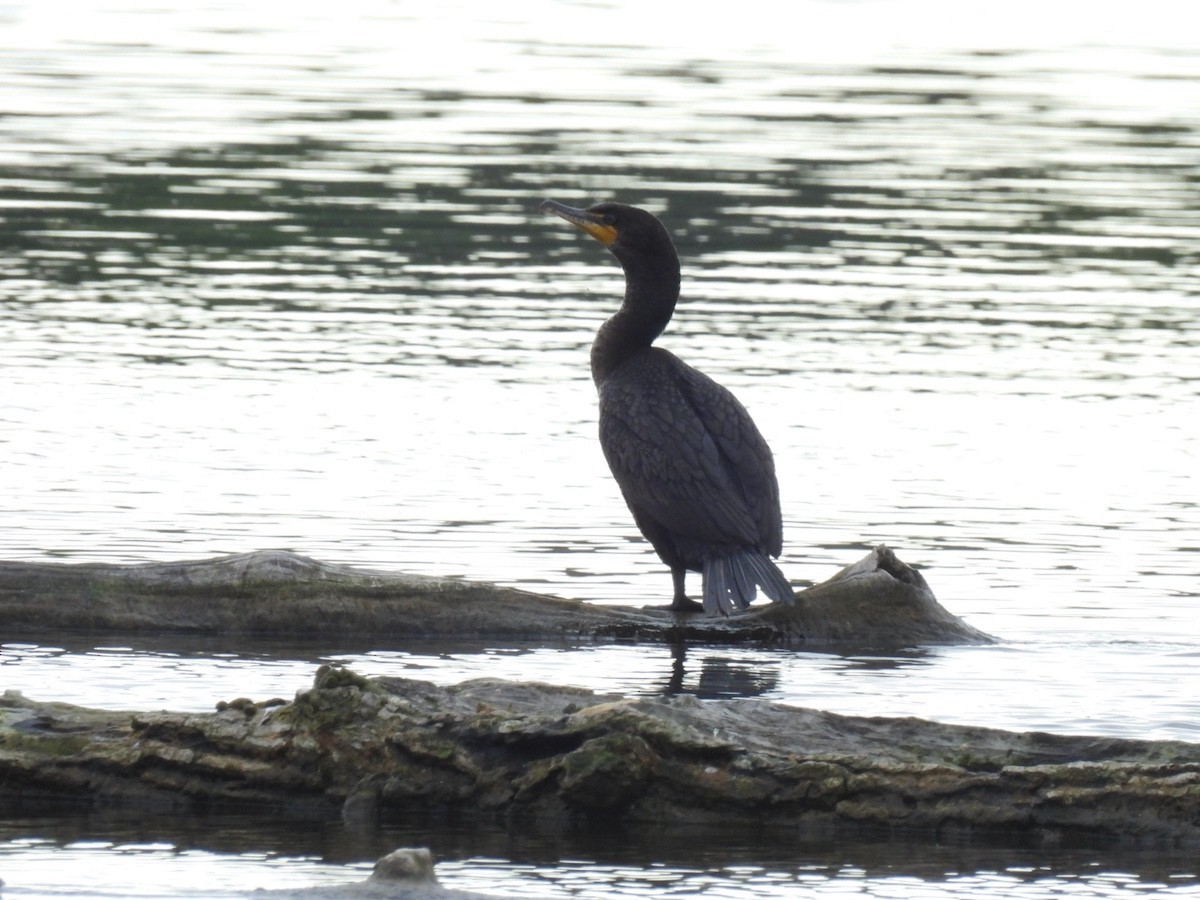 Double-crested Cormorant - Bruce Moorman