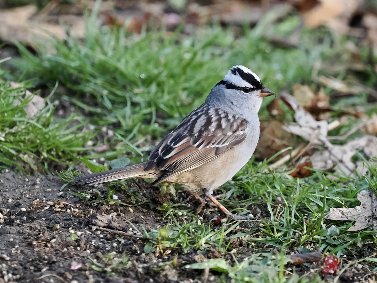 White-crowned Sparrow - Jim Sparrell