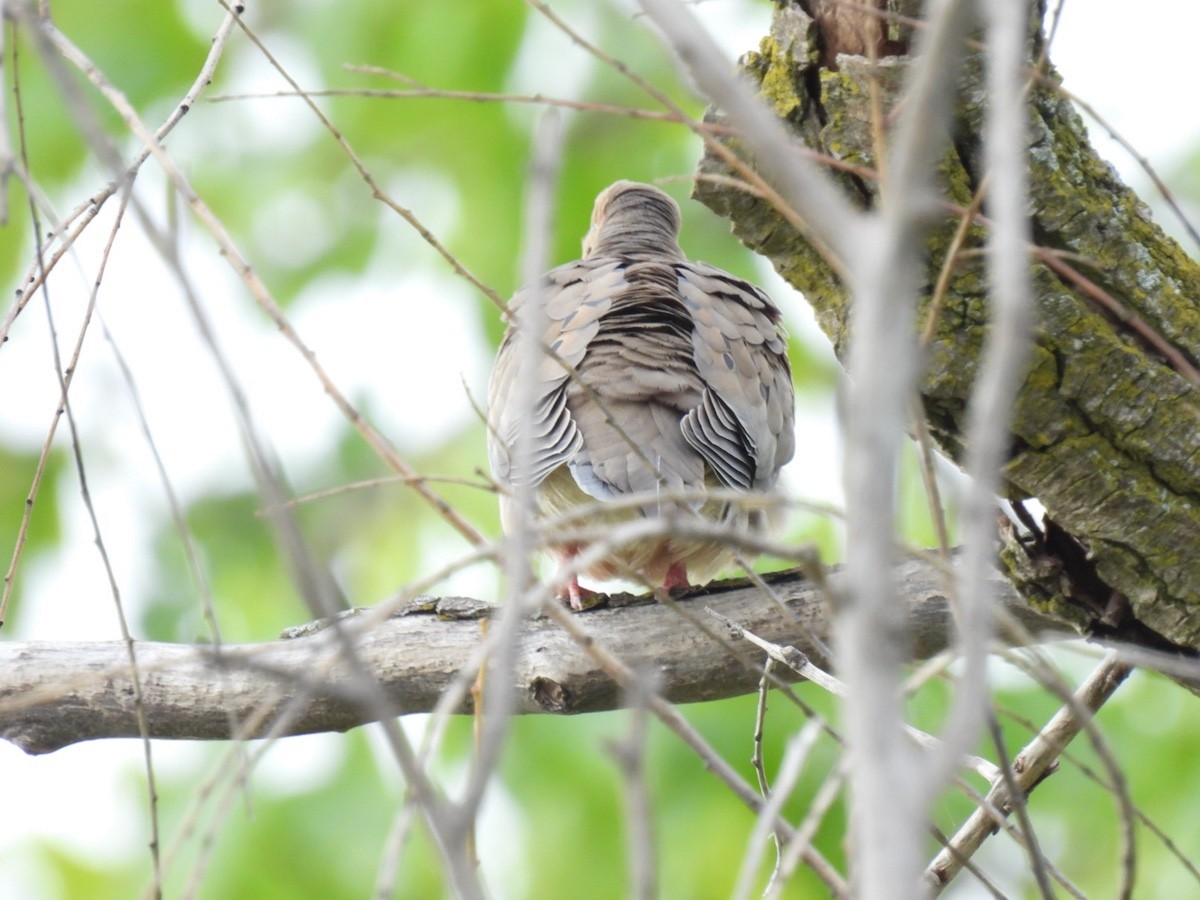 Mourning Dove - Bruce Moorman