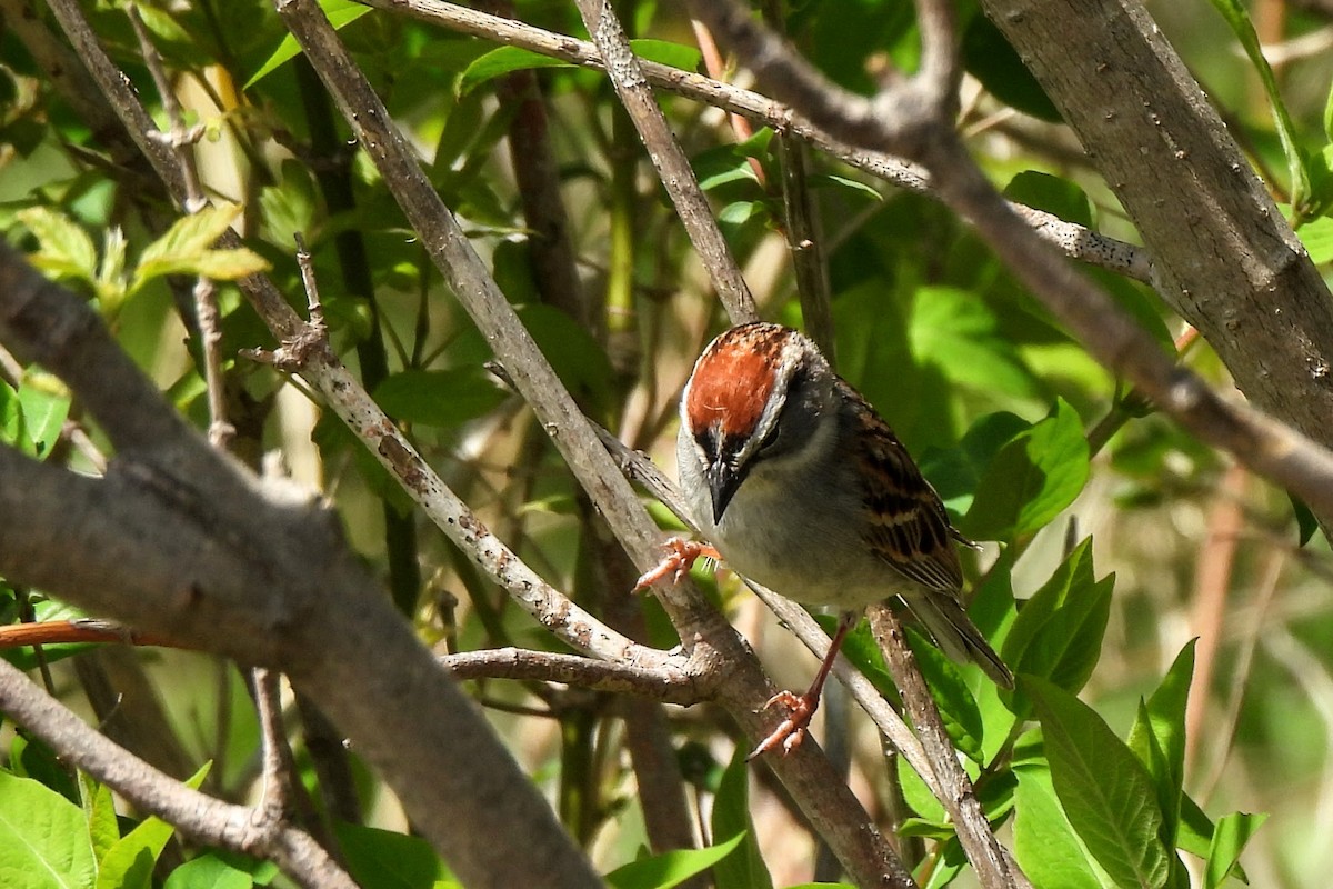 Chipping Sparrow - James Scott