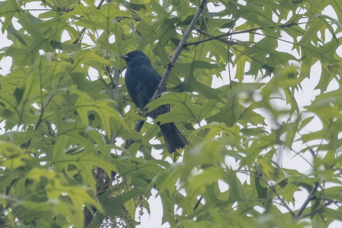 Indigo Bunting - ML618646943