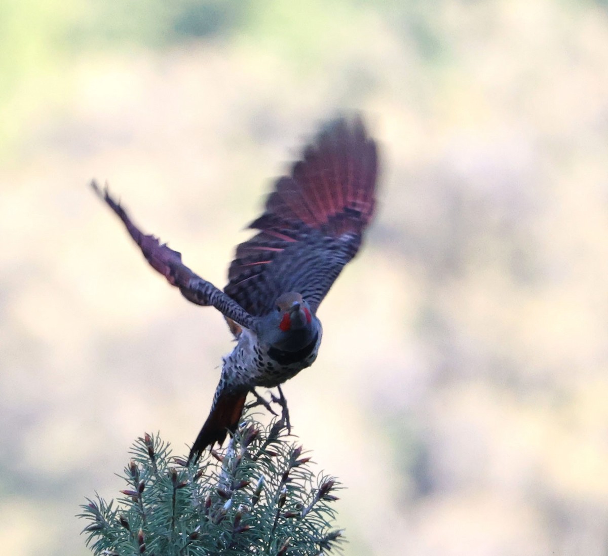 Northern Flicker - Diane Etchison