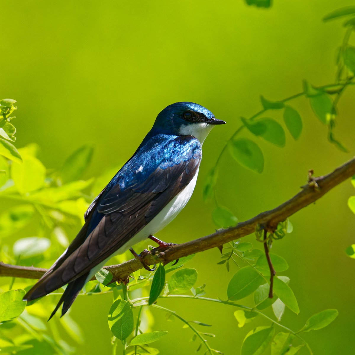 Tree Swallow - ML618646960