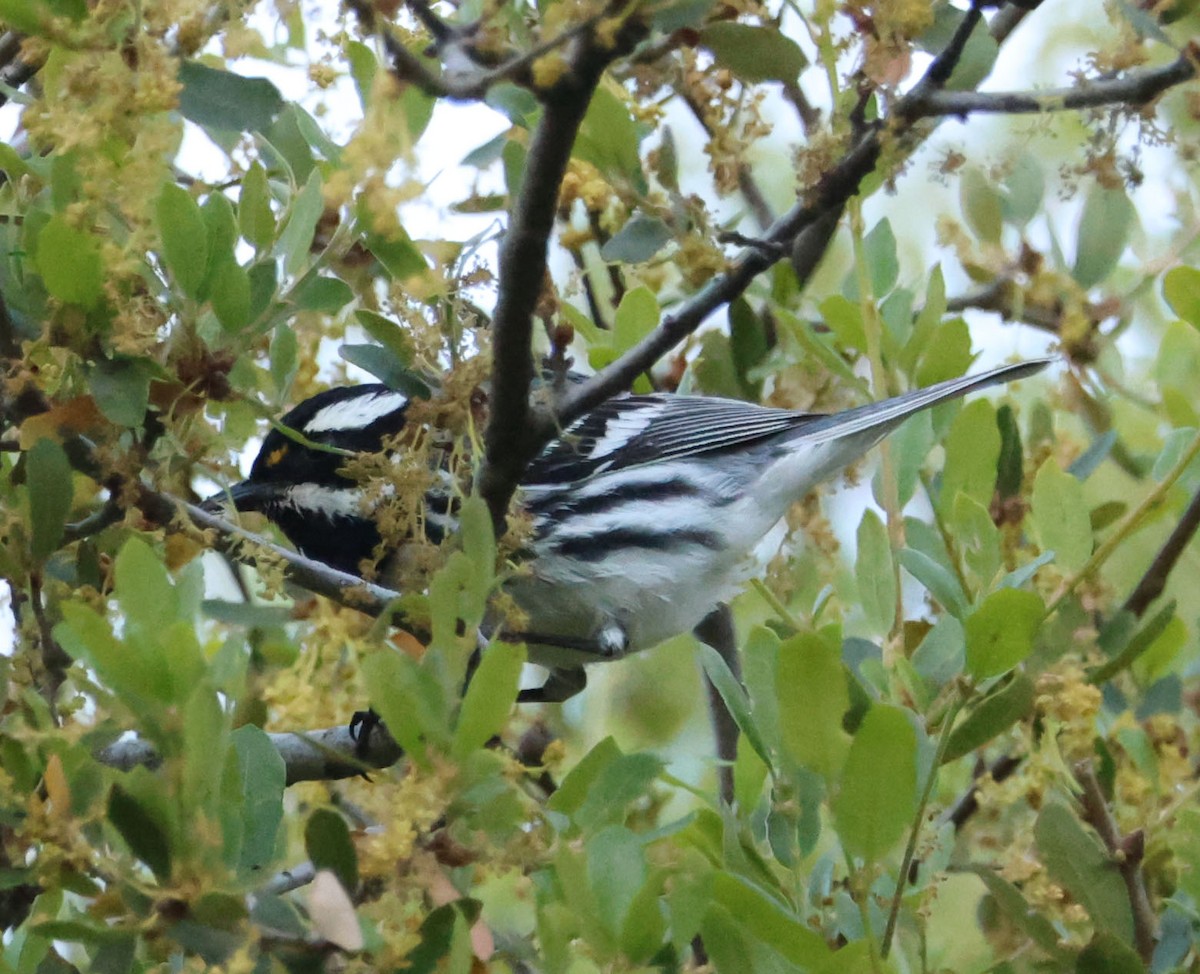 Black-throated Gray Warbler - ML618646962